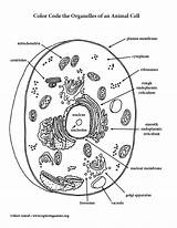Animal Cell Coloring Diagram Pages sketch template