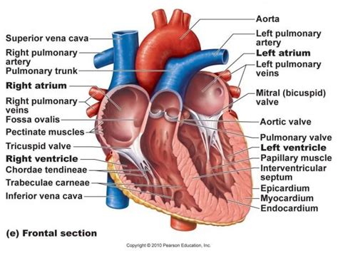 Detailed Heart Diagram | Heart diagram, Heart vessels, Tricuspid valve