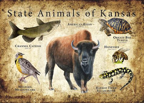 Kansas State Animals Poster Print | Etsy