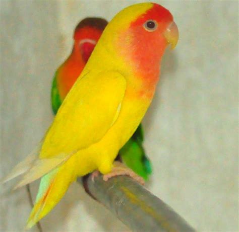 Lutino Lovebird | The Lutino Rosy-faced Lovebird (Agapornis … | Flickr