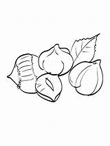 Nuts coloring pages sketch template