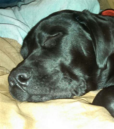 Black lab sleeping | Black lab, Labrador retriever, Black