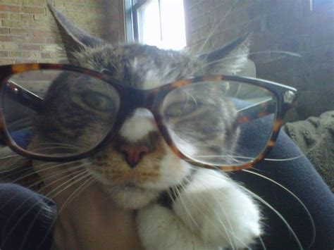 Cats in glasses | Cat memes, Cats, Animals