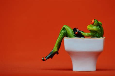 Free Images : computer, sweet, chair, seat, cute, tablet, green, relax, cozy, rest, amphibian ...