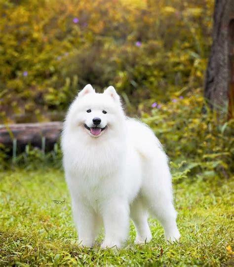 Samoyed Colors: Are There Other Shades Aside From White?