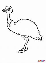 40  Emu Coloring Pages Free Printable PDF JPG PNG & Online sketch template