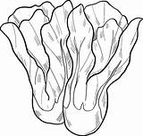 Lettuce coloring Page  Free Printable Coloring Pages sketch template