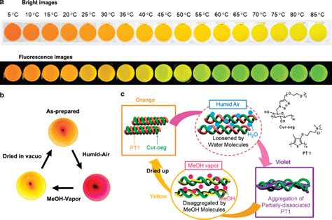 Photographs of polythiophene/polysaccharide (PT1/Cur-oeg) complex... | Download Scientific Diagram