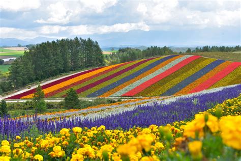 Field of flowers | Flower field, Flowers, Flower garden