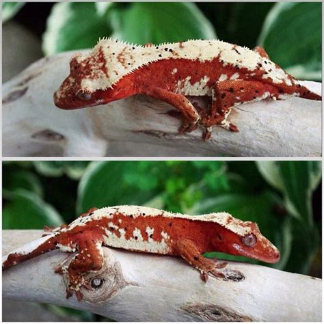 Red Hot Crested Gecko | Crested gecko, Reptiles pet, Reptiles