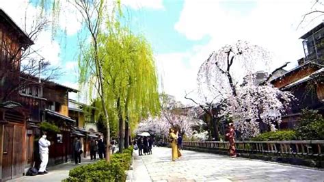 Cherry Blossom Gion Shirakawa Kyoto Japan 2014 Apr.02 - YouTube