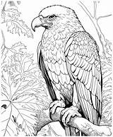 Premium Vector  Eagle coloring Pages For Adults sketch template