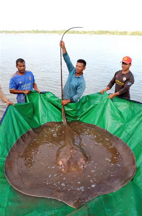 Watch a Giant Stingray’s Safe Return to Its River Home - The New York Times