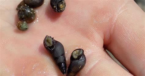 Cool Goby Blog: Some Cool Snails From Dniester River