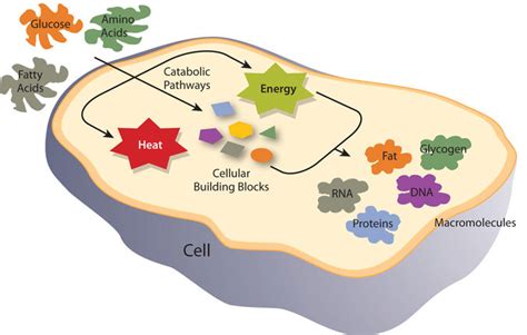 Metabolism – Human Nutrition