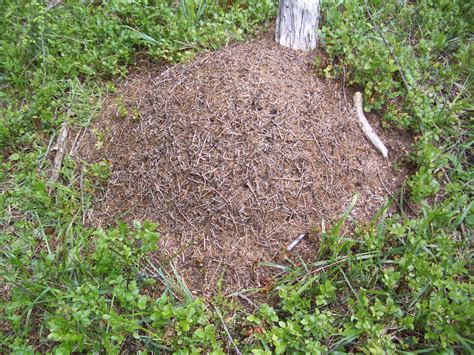 File:Wood Ant Nest 1.jpg - Wikimedia Commons