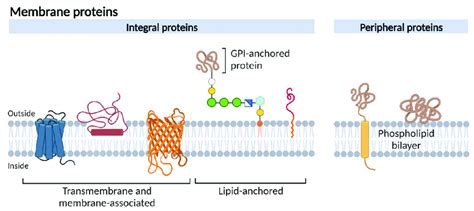 Schematic representation of different membrane protein types ...