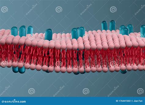 Cell Membrane (Plasma Membrane) Structure Royalty-Free Cartoon | CartoonDealer.com #52348388