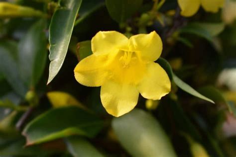 How To Grow and Care for Carolina Jasmine Vines (Gelsemium sempervirens) | Florgeous