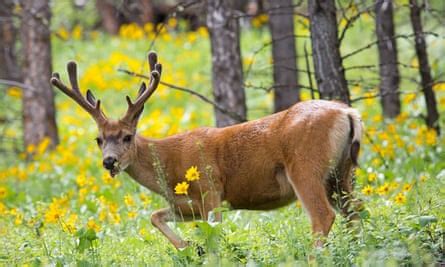 ‘Zombie deer disease’ epidemic spreads in Yellowstone as scientists ...