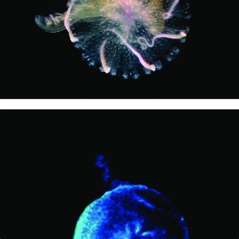 The physonect siphonophore Nanomia cara with bioluminescence shown ...