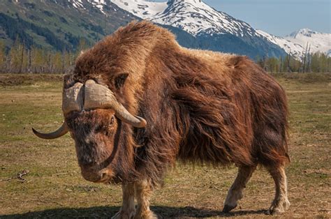 Chasing the Golden Light Photography by Howard S. Muscott | Wildlife ...