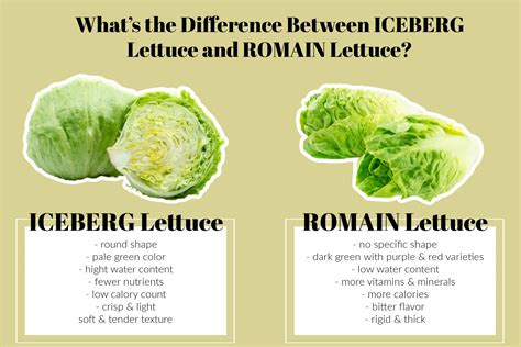 What’s the Difference Between Iceberg and Romaine Lettuce?