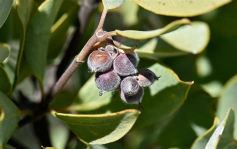 Garrya flavescens, Ashy Silktassel, Southwest Desert Flora