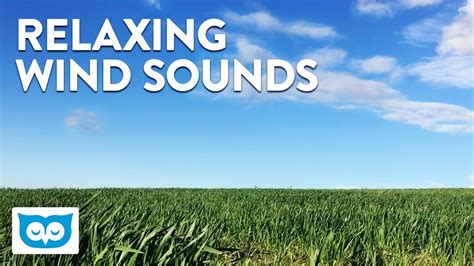 Calming Wind Sounds - 2 Hours of Windy Field Nature Sounds - YouTube