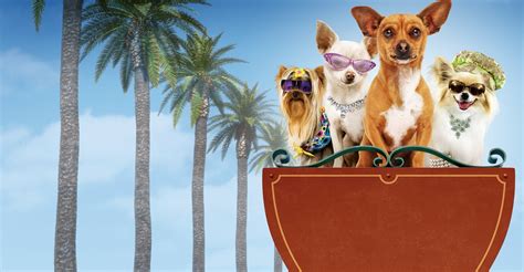 Un chihuahua en Beverly Hills - película: Ver online