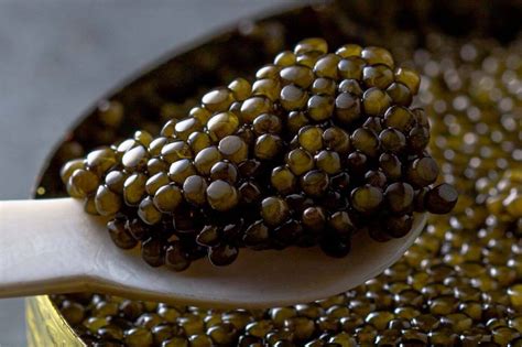 Kaluga Caviar: The Ultimate Guide – Caviar Skazka