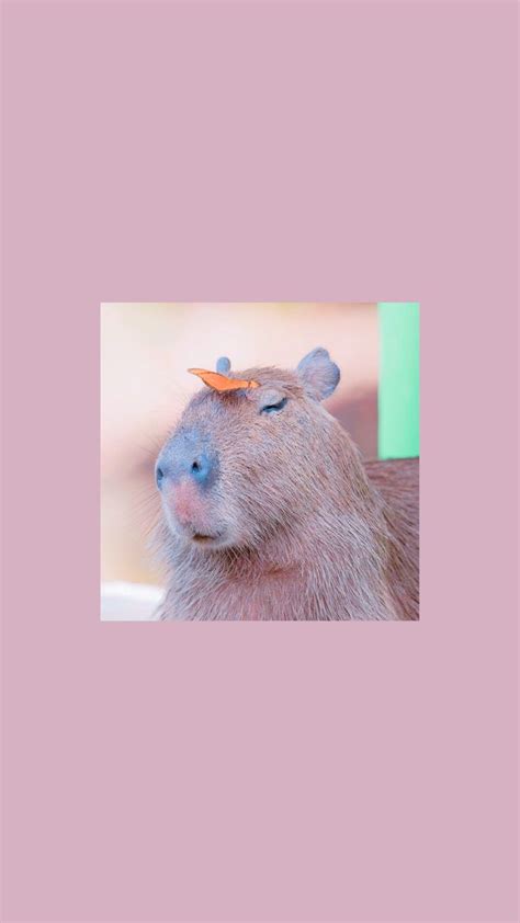 Capybara Wallpaper