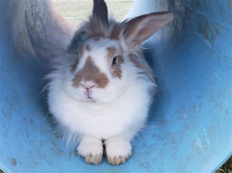 Flemish Giant Rabbit - Breed Guide, Facts & Images