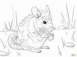 Long Tailed Chinchilla coloring Page  Free Printable Coloring Pages sketch template