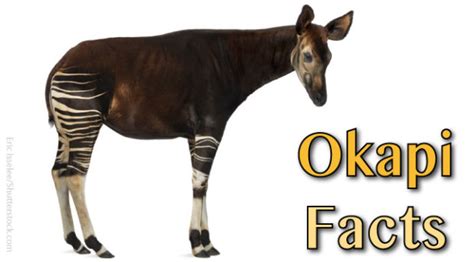 Okapi Facts And Information. Pictures, Habitat, Video & More