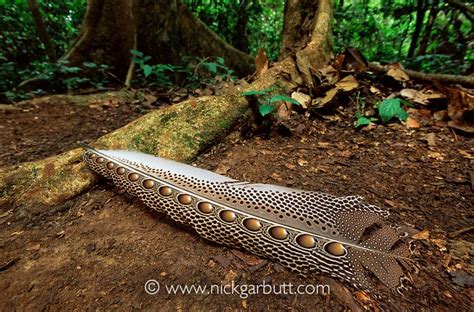 ARGUS PHEASANT | Nick Garbutt | Pheasant, Borneo, Weird creatures