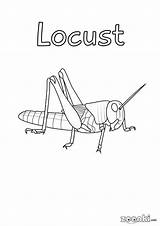 Cricket Coloring Pages Insects sketch template