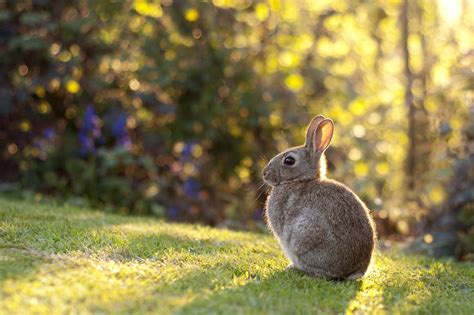 rabbit, grass, sunlight Wallpaper, HD Animals 4K Wallpapers, Images, Photos and Background