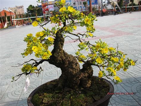 cây hoa mai bonsai - Google Search | BONSAI | Pinterest | Bonsai ...