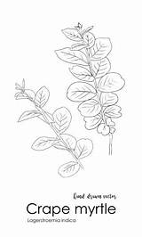 Drawing Of The Crepe Myrtle Illustrations Royalty Free Vector Graphics  sketch template