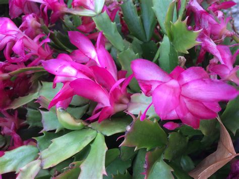 Zygocactus Schlumbergera (Common Name – Mixed Colours) 125mm Pot | Dawsons Garden World