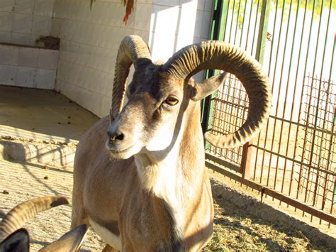 transcaspian urial sheep(Mashhad zoo) - ZooChat