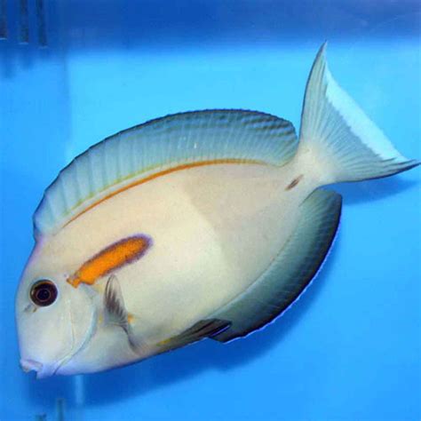 Orange Shoulder Tang - Acanthurus olivaceus - Juvenile