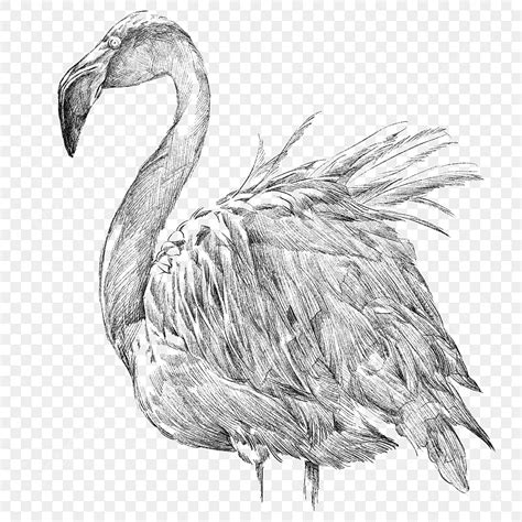 Tropical Flamingo Sketch Element, Flamingo Drawing, Tropical Drawing, Tropical Sketch PNG ...