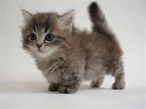 munchkin kitten Cute Cats And Kittens, Kittens Cutest, Funny Animals ...