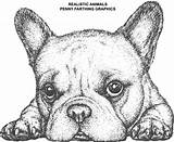 Cute French Bulldog Pages Coloring sketch template