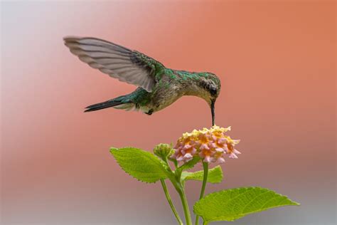 Close up of a Hummingbird · Free Stock Photo