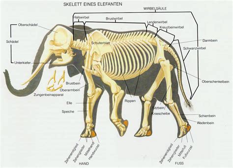 Morphology - AFRICAN ELEPHANTS