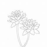Water Lily Coloring Pages sketch template