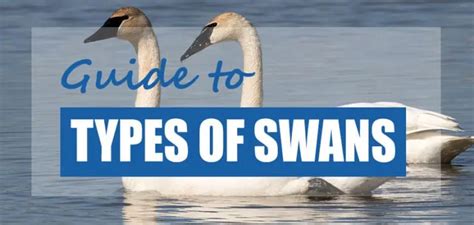 List of Swan Species & Swan Types 2023 (How to Identify) - Pond Informer